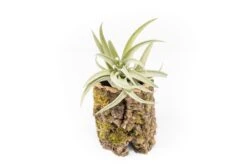Natural Cork Bark Planters With Assorted Tillandsia Air Plants -Air plant supply co. Tillandsia air plant cork bark planter 18 scaled