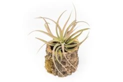 Natural Cork Bark Planters With Assorted Tillandsia Air Plants -Air plant supply co. Tillandsia air plant cork bark planter 19 scaled