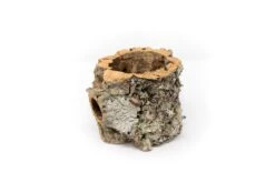 Natural Cork Bark Planters With Mini Tillandsia Xerographica Air Plant 6 Natural Cork Bark Planters With Mini Tillandsia Xerographica Air Plant -Air plant supply co. Tillandsia air plant cork bark planter 1 b0ddeb50 353f 4533 b167 8864625d994f