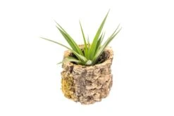 Natural Cork Bark Planters With Assorted Tillandsia Air Plants -Air plant supply co. Tillandsia air plant cork bark planter 21 scaled