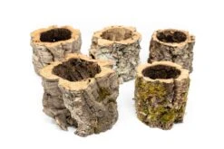 Natural Cork Bark Planters 10 Natural Cork Bark Planters -Air plant supply co. Tillandsia air plant cork bark planter 4 scaled