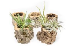 Natural Cork Bark Planters With Assorted Tillandsia Air Plants -Air plant supply co. Tillandsia air plant cork bark planter 6 scaled