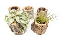 Natural Cork Bark Planters With Assorted Tillandsia Air Plants -Air plant supply co. Tillandsia air plant cork bark planter 7 scaled