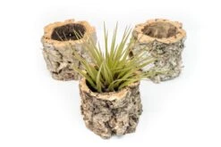 Natural Cork Bark Planters With Assorted Tillandsia Air Plants -Air plant supply co. Tillandsia air plant cork bark planter 8 scaled