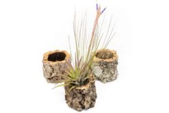 Natural Cork Bark Planters With Assorted Tillandsia Air Plants -Air plant supply co. Tillandsia air plant cork bark planter 9 scaled