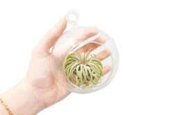 Hanging Globe Terrarium With Flat Bottom -Air plant supply co. Wholesale MinimalistTerrariuminFlatBottomGlobe ChooseYourCustomTillandsiaAirPlant 4e8ec993 afbd 4a51 ba0b 1eabc1accb72 scaled