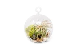 Set Of 2 Stunning Hanging Glass Terrariums With Flat Bottoms -Air plant supply co. WholesaleStunningTerrariumSets EachTerrariumIncludesGlassGlobe 2TillandsiaAirPlants Stones MossAccent e6c8e6f0 b105 4927 bb02 97d23c72e496 scaled
