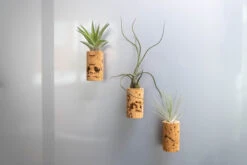Magnetic Wine Corks With Assorted Tillandsia Air Plants - Set Of 1, 3 Or 5 -Air plant supply co. WineCork 2 9260c95b 6992 46ef a680 947bb9476cea scaled