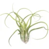 SALE - XL Tillandsia Caput Medusae - Set Of 5 Or 10 Air Plants - 50% Off