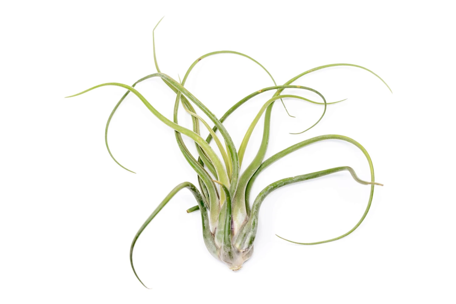 SALE - XL Tillandsia Caput Medusae - Set Of 5 Or 10 Air Plants - 50% Off 1 SALE - XL Tillandsia Caput Medusae - Set Of 5 Or 10 Air Plants - 50% Off