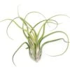 XL Tillandsia Caput Medusae Air Plants / 8-12 Inch Plants