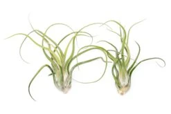 XL Tillandsia Caput Medusae Air Plants / 8-12 Inch Plants -Air plant supply co. XLCaputSupply2 bf7e0ec5 bb8e 41ed aeb6 188e68417f60