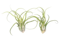 XL Tillandsia Caput Medusae Air Plants / 8-12 Inch Plants -Air plant supply co. XLCaputSupply2 bf7e0ec5 bb8e 41ed aeb6 188e68417f60 scaled