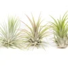 SALE - XL Tillandsia Ionantha Guatemala Air Plants - Set Of 10 Or 20 - 40% Off