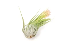 SALE - Large Tillandsia Ionantha Scaposa - Set Of 10 Or 20 Air Plants - 40% Off -Air plant supply co. XL Ionantha Scaposa Tillandsia Air Plant 4 6abf5e0f 9b0d 4cd7 ac10 50471942dd0a scaled
