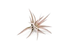 SALE - Tillandsia Harrisii Air Plants - Set Of 10, 15, Or 20 - 60% Off -Air plant supply co. ezgif.com gif maker 25 min 3 b99c946b 702b 4193 9706 364c15e92f14