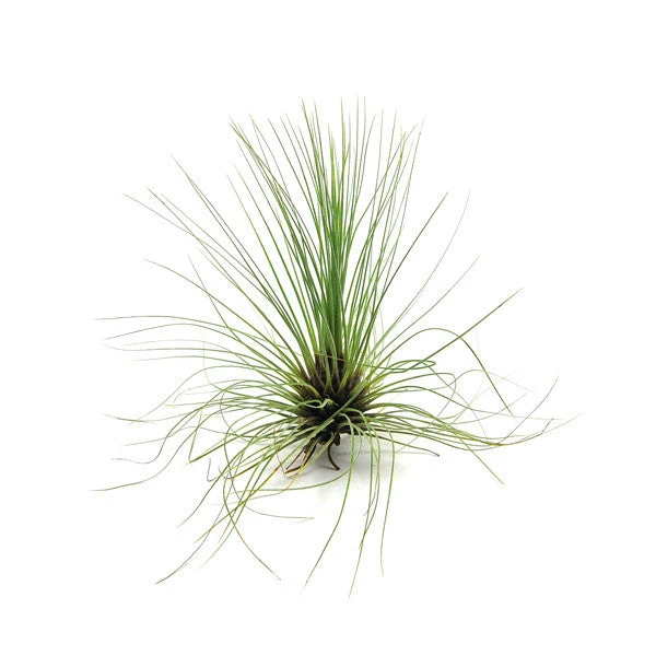 Tillandsia Filifolia Air Plants 2 Tillandsia Filifolia Air Plants - Image 2