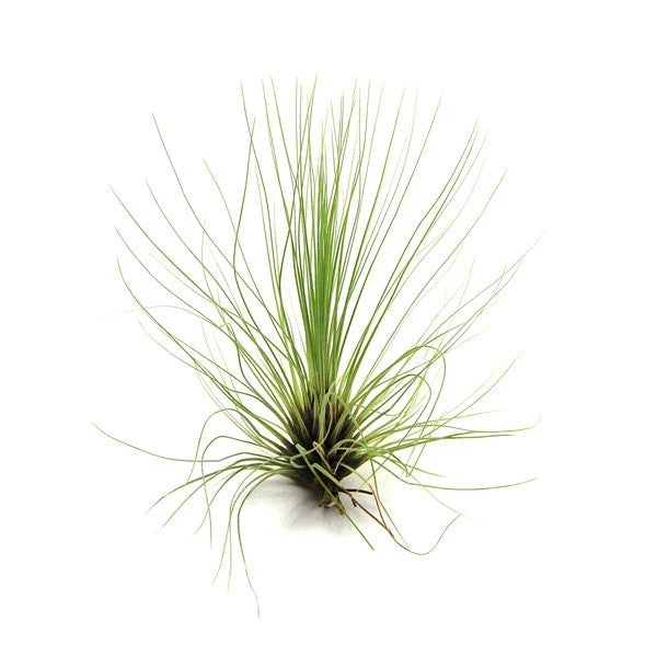 Tillandsia Filifolia Air Plants 3 Tillandsia Filifolia Air Plants - Image 3