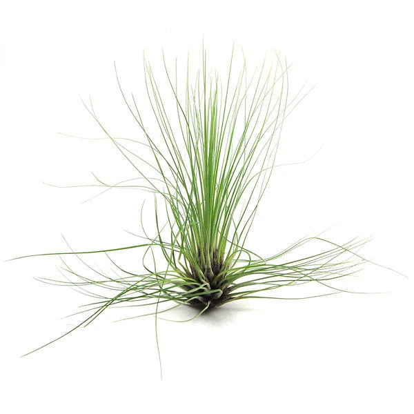 Tillandsia Filifolia Air Plants 1 Tillandsia Filifolia Air Plants
