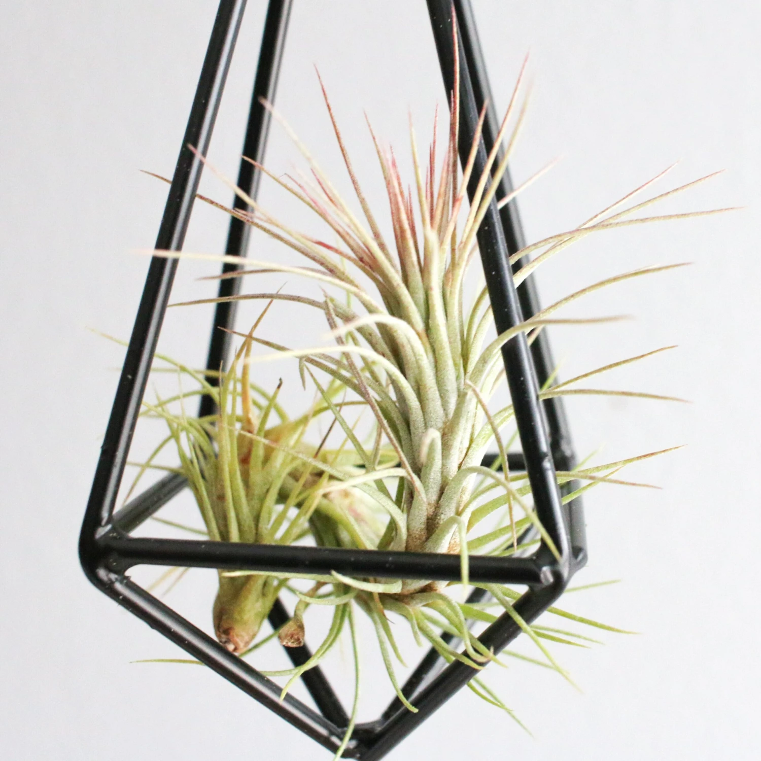 Hanging Metal Pendant With Custom Tillandsia Air Plants 5 Hanging Metal Pendant With Custom Tillandsia Air Plants - Image 5