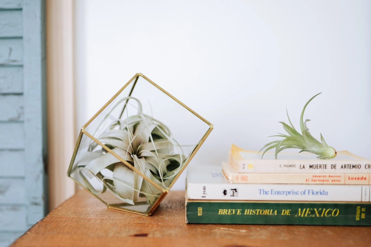 Heptahedron Geometric Glass Terrarium - Gold Metallic Finish - Trendy Holder For Tillandsia Air Plants 8 Heptahedron Geometric Glass Terrarium - Gold Metallic Finish - Trendy Holder For Tillandsia Air Plants - Image 8