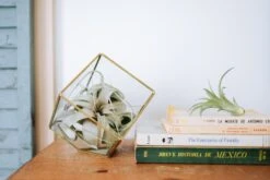 Heptahedron Geometric Glass Terrarium With Tillandsia Xerographica Air Plant -Air plant supply co. heptahedron lifestyle 1f540aad 2bd8 4ce2 95d5 4083ad233aed