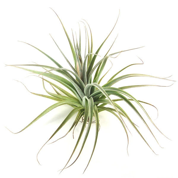 Tillandsia Stricta 'Velvet' Hybrid Air Plants 3 Tillandsia Stricta 'Velvet' Hybrid Air Plants - Image 3