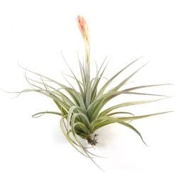 Tillandsia Stricta 'Velvet' Hybrid Air Plants
