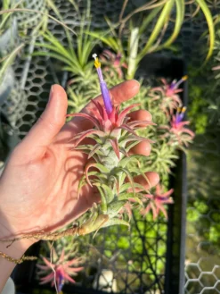[IN BLUSH NOW!] Tillandsia Ionantha Vanhyningii Air Plant -Air plant supply co. ionanthavanhyningii 1 scaled