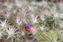 [IN BLUSH NOW!] Tillandsia Ionantha Vanhyningii Air Plant -Air plant supply co. ionanthavanhyningii 5