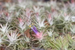 [IN BLUSH NOW!] Tillandsia Ionantha Vanhyningii Air Plant -Air plant supply co. ionanthavanhyningii 5 scaled