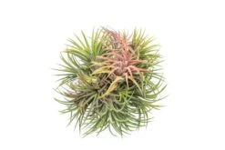 Tillandsia Ionantha Rubra Hanging Clusters With Hook For Hanging -Air plant supply co. ionsupply1
