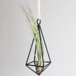 Hanging Metal Pendant With Custom Tillandsia Air Plants 12 Hanging Metal Pendant With Custom Tillandsia Air Plants -Air plant supply co. juncea2 scaled