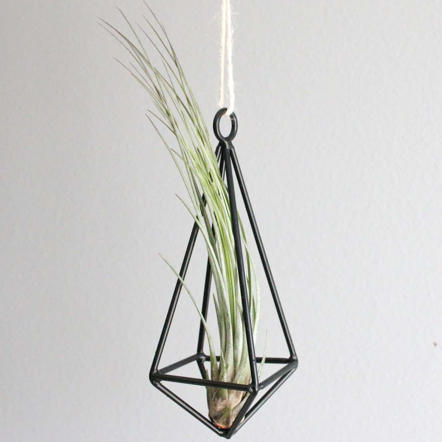 Hanging Metal Pendant With Custom Tillandsia Air Plants 6 Hanging Metal Pendant With Custom Tillandsia Air Plants - Image 6