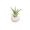 Purple Urchin With Tillandsia Air Plant