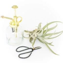 Tillandsia Air Plant Mister 8 Tillandsia Air Plant Mister -Air plant supply co. supplyairplantmister5