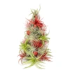 PRE-ORDER: 12 Inch Tall Handmade Air Plant Christmas Tree With 50 Living Tillandsias
