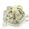 Special Curly Tillandsia Xerographica - Limited Quantities / 6-8 Inches Wide